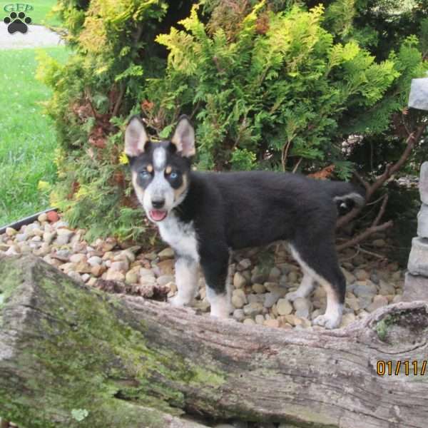 Tarzan, Siberian Husky Mix Puppy